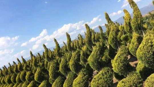 Elazığ'ın Gururu Manolya Peyzaj Ve Çiçekçilik