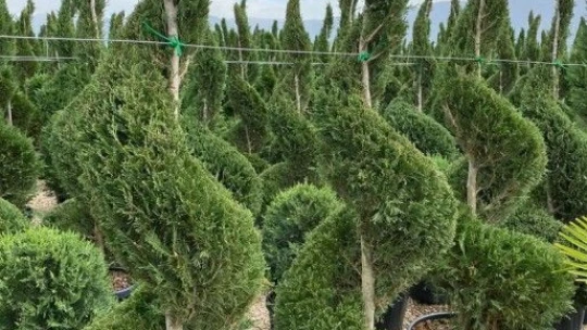 Elazığ'ın Gururu Manolya Peyzaj Ve Çiçekçilik