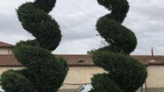 Elazığ'ın Gururu Manolya Peyzaj Ve Çiçekçilik