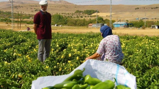 Marketlerdeki fahiş fiyata kızdı, tarlasını vatandaşlara açtı