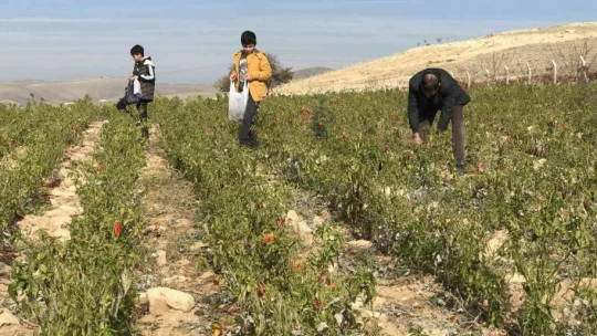 Marketlerdeki fiyata kızdı, 20 dönümlük sebze tarlasını vatandaşlara ücretsiz açtı