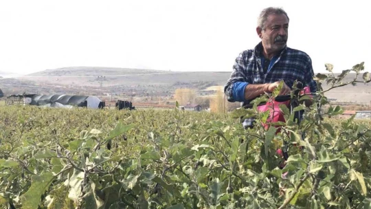 Marketlerdeki fiyata kızdı, 20 dönümlük sebze tarlasını vatandaşlara ücretsiz açtı