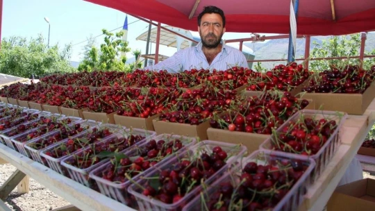 Kiraz Hasadı Başladı
