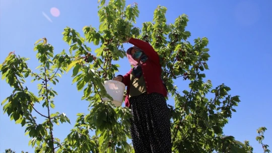 Kiraz Hasadı Başladı