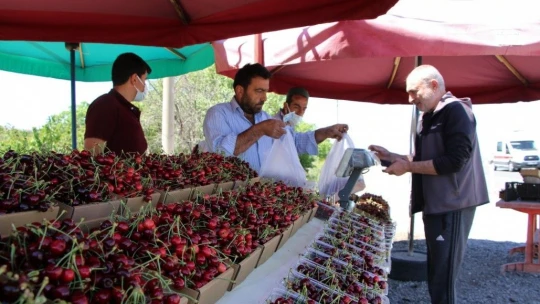 Kiraz Hasadı Başladı