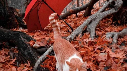 Mirvan Çayı, dört mevsim farklı güzelliğiyle göz kamaştırıyor