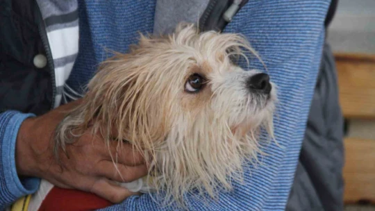 Muğla'da çalınan köpek, çipi sayesinde Elazığ'da bulunarak sahibine teslim edildi