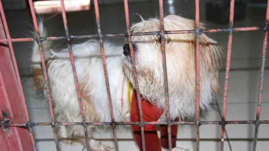 Muğla'da çalınan köpek, çipi sayesinde Elazığ'da bulunarak sahibine teslim edildi