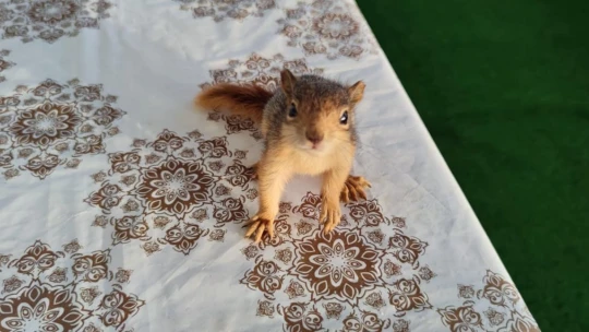 Muhtar ve yavru sincabın sevimli dostluğu