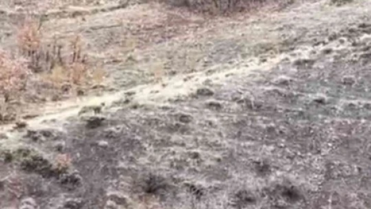 Nesli tükenme tehlikesi altındaki çizgili sırtlan Elazığ'da görüntülendi