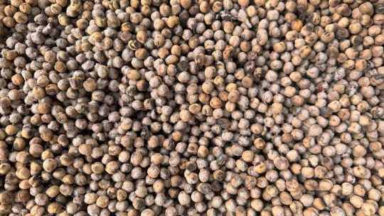 Nohudun 200 derecelik meşe ateşinde başlayan yolculuğu