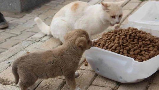 Öğrencilerden anlamlı proje, Şehit Fethi Sekin utulmadı