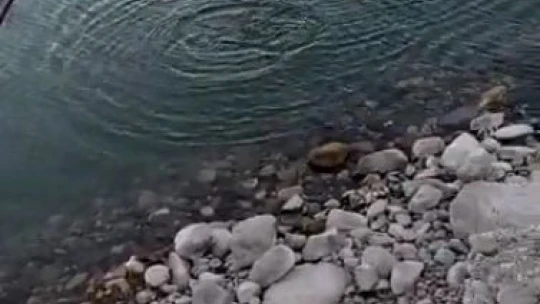 Oltaya balık değil martı takıldı