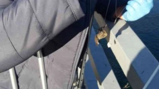 Oltaya balık yerine yarasa takıldı, görenler şaşkına döndü