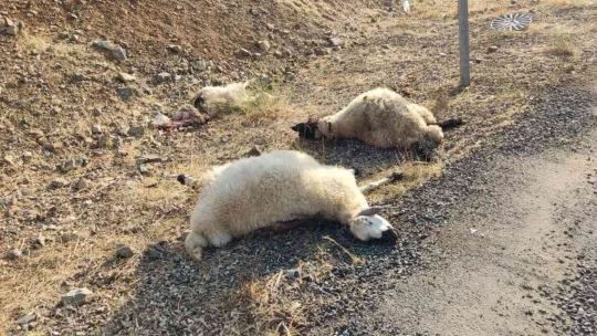 Otomobil sürüye daldı: 12 koyun telef oldu