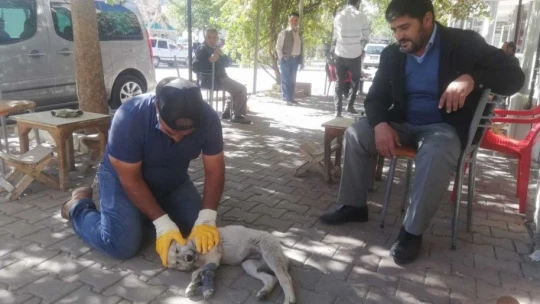 Otomobilin çarptığı yavru köpek kalp masajı ile hayata tutundu