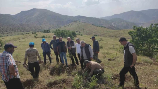Palu'daki bademler yöre halkına gelir kapısı olacak
