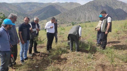 Palu'daki bademler yöre halkına gelir kapısı olacak