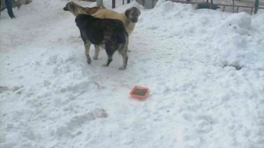 Polis yaban ve sokak hayvanları unutmadı