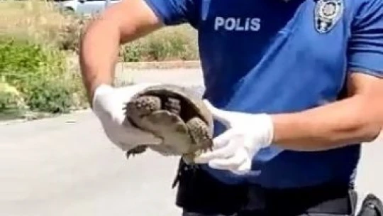 Polisin kaplumbağa duyarlılığı