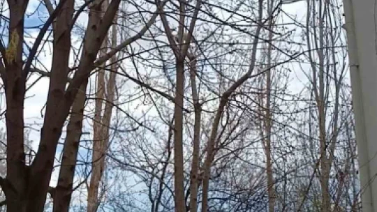 Saksağan ağaçtaki kediyi gagasıyla vurarak düşürmeye çalıştı