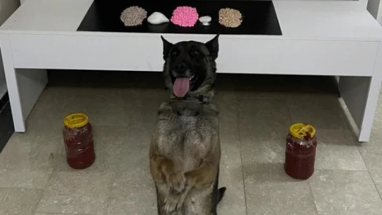 Salça bidonu içinde uyuşturucu sevkiyatı 'Nina'dan kaçmadı: 2 gözaltı