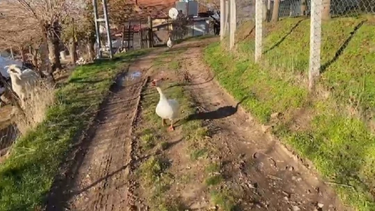 Sayaç okumak için eve giden personel, kaz saldırısı sonucu neye uğradığını şaşırdı