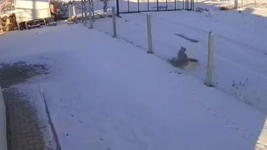 Şehir merkezine inen iki tilkinin ekmek kavgası kamerada