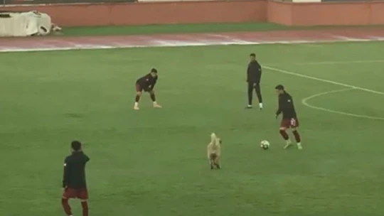 Sevimli köpek önce futbolcularla antrenman yaptı sonra sahadan çıkmadı