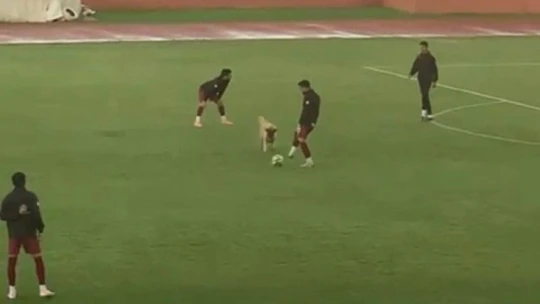 Sevimli köpek önce futbolcularla antrenman yaptı sonra sahadan çıkmadı