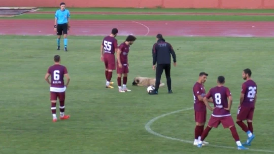 Sevimli köpek önce futbolcularla antrenman yaptı sonra sahadan çıkmadı