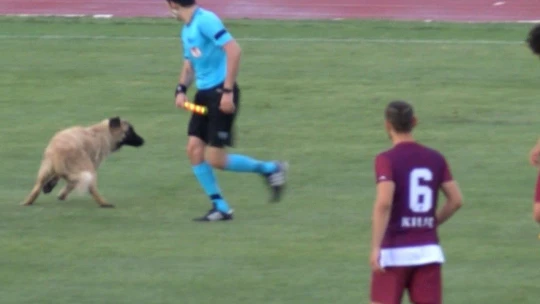 Sevimli köpek önce futbolcularla antrenman yaptı sonra sahadan çıkmadı
