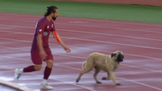 Sevimli köpek önce futbolcularla antrenman yaptı sonra sahadan çıkmadı