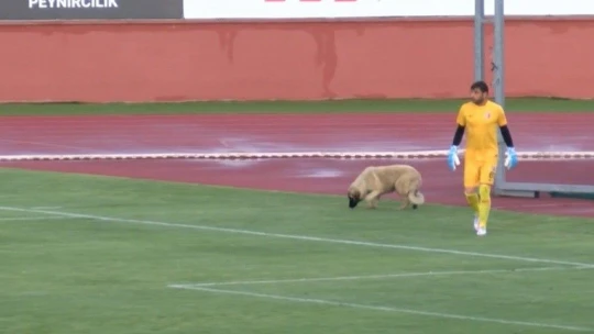 Sevimli köpek önce futbolcularla antrenman yaptı sonra sahadan çıkmadı
