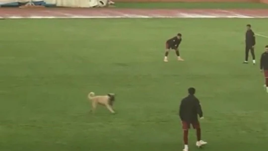 Sevimli köpek önce futbolcularla antrenman yaptı sonra sahadan çıkmadı