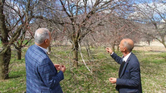 Sıcak havalar, kayısı üreticilerini korkutuyor