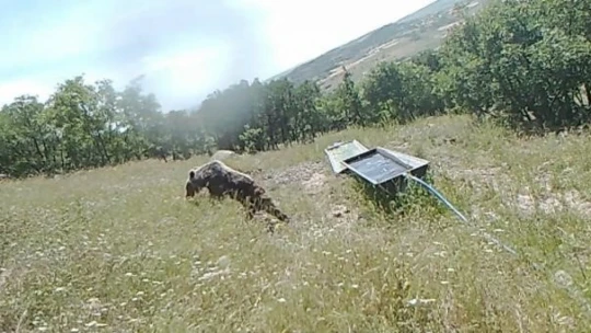 Sıcaktan bunalan boz ayı suvata girerek serinledi