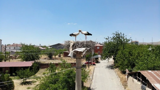Beyaz Pamuk ve Leylek Baba Yavrularıyla Görüntülendi