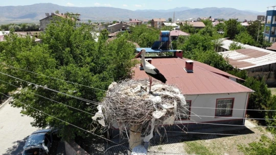 Beyaz Pamuk ve Leylek Baba Yavrularıyla Görüntülendi
