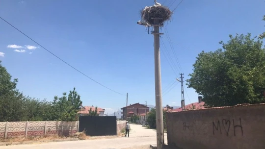 Beyaz Pamuk ve Leylek Baba Yavrularıyla Görüntülendi
