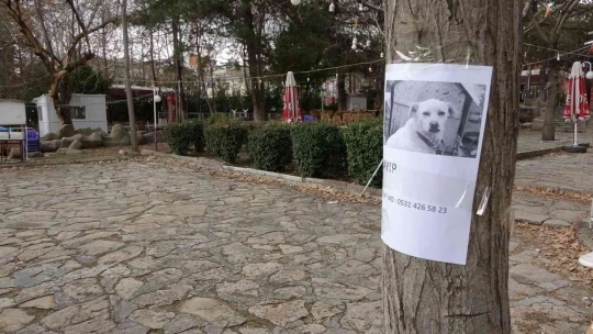 Sokak sokak gezerek kaybolan köpeğini arıyor