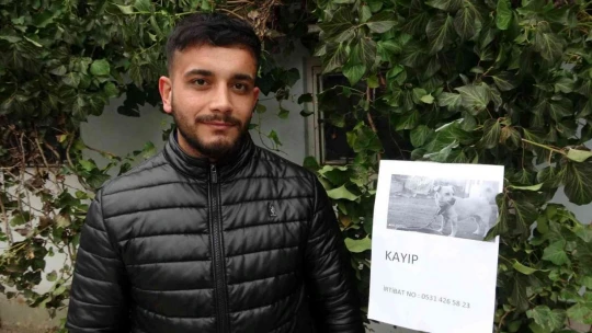 Sokak sokak gezerek kaybolan köpeğini arıyor
