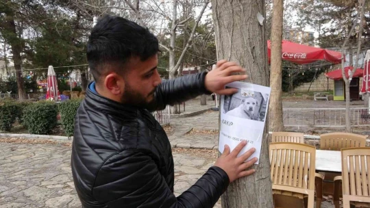 Sokak sokak gezerek kaybolan köpeğini arıyor