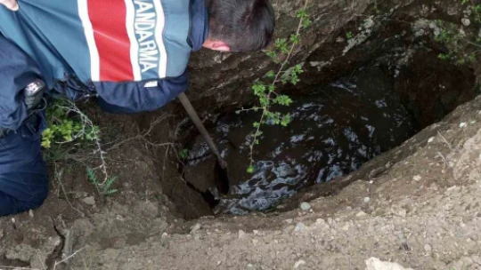 Su kuyusuna düşen şahin jandarma tarafından kurtarıldı