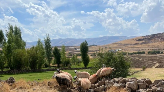 Sürüden ayrılan koyunlar vatandaş ve jandarma iş birliği ile bulundu