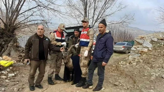Tedavisi tamamlanan dağ keçisi doğaya salındı