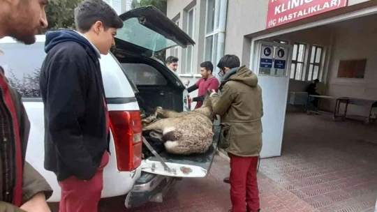 Tedavisi tamamlanan dağ keçisi doğaya salındı