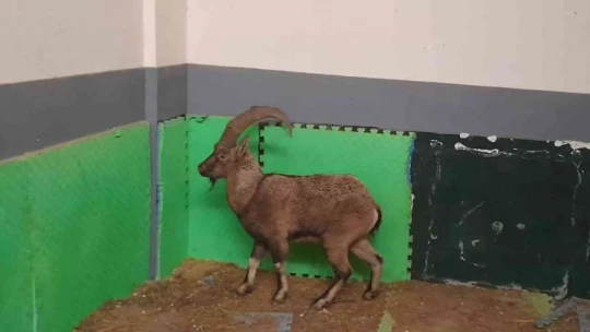 Tedavisi tamamlanan dağ keçisi doğaya salındı
