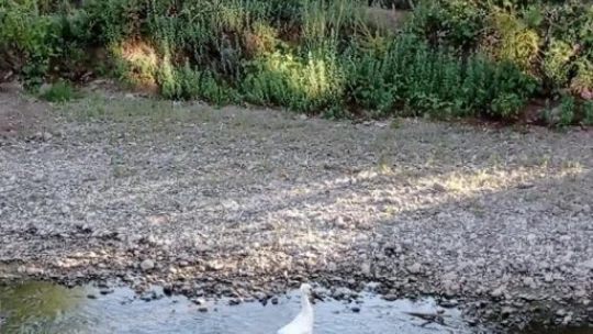Tedavisi tamamlanan yavru leylek doğaya bırakıldı