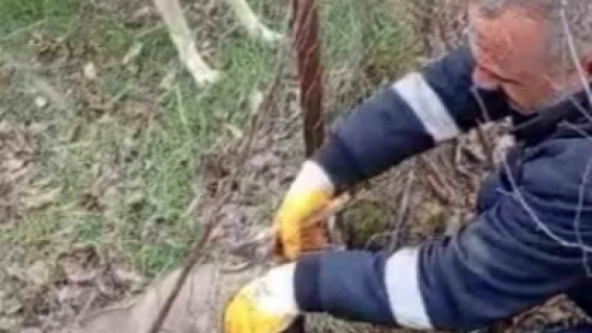 Tel örgüsüne sıkışan yavru köpeği İl Özel İdare ekipleri kurtardı